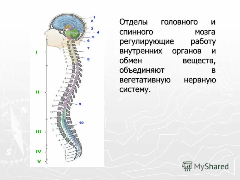 Нервная система человека головной и спинной мозг. Отделы мозга от спинного к головному. Что регулирует спинной мозг. Какой отдел головного мозга регулирует работу внутренних органов.