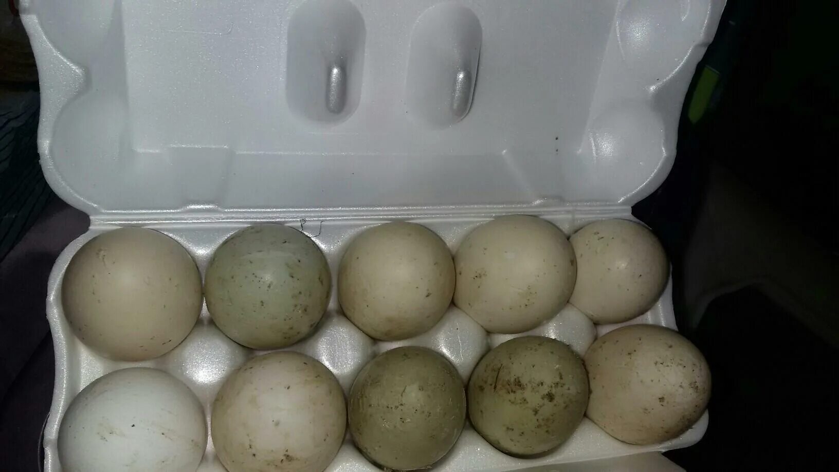 Яйцо индоутки. Яйца башкирской утки. Яйцо утиное инкубационное. Инкубация яиц башкирской утки.