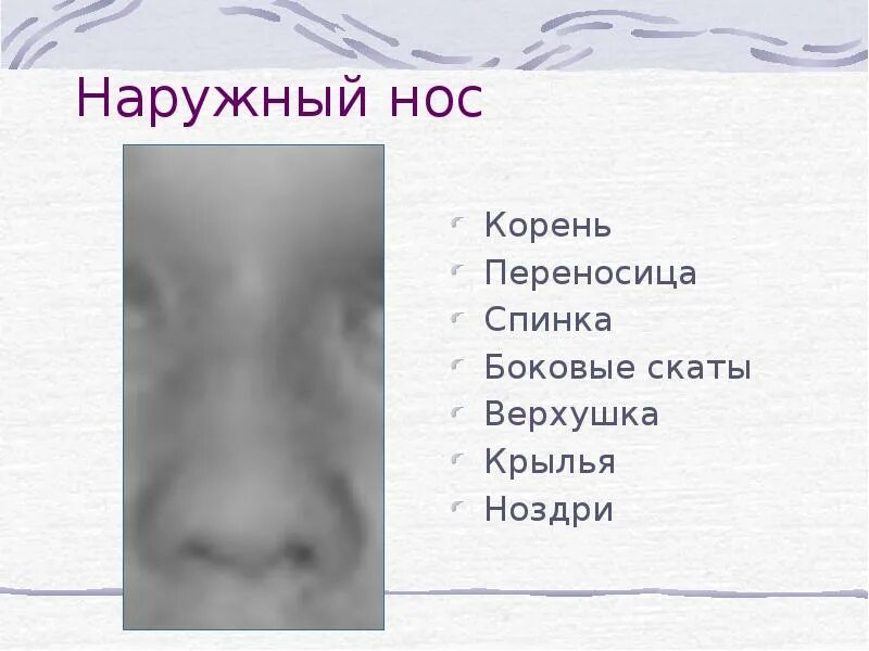 Кончик носа анатомия. Переносица и спинка носа. Переносица носа. Область спинки носа. Переносица и спинка носа.