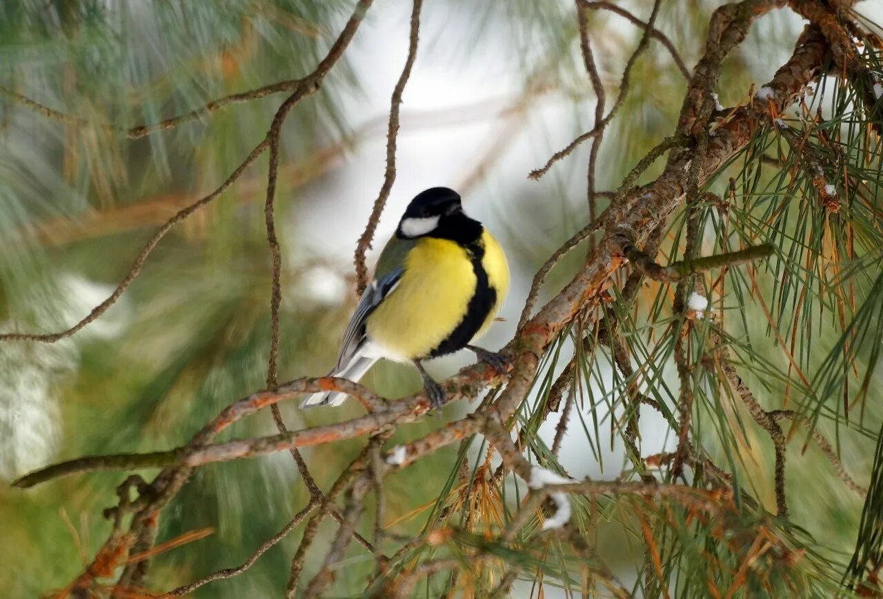 синица американская. гнездо лазоревки. синица лазаревка в лесу. синица живет в лесу. синица лазаревка в лесу.