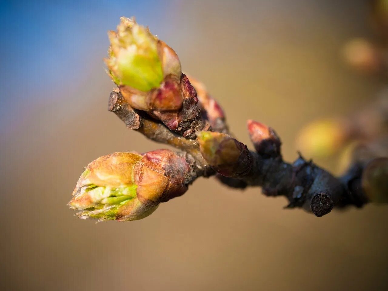 В лесу не видно спелых почек. Толокнянка и брусника. За деревьями леса не видать. Почки на вишне распускаются. Каштан распускается почки.