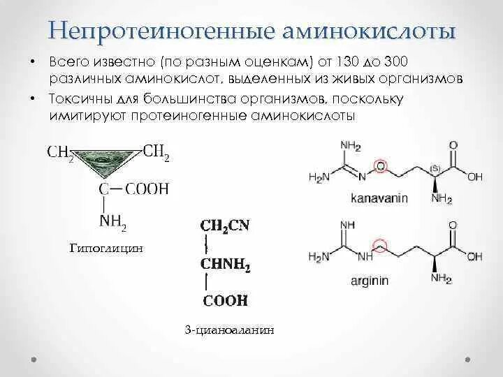 К белковым аминокислотам относится