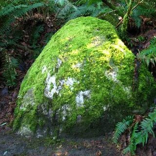 Moss rocks