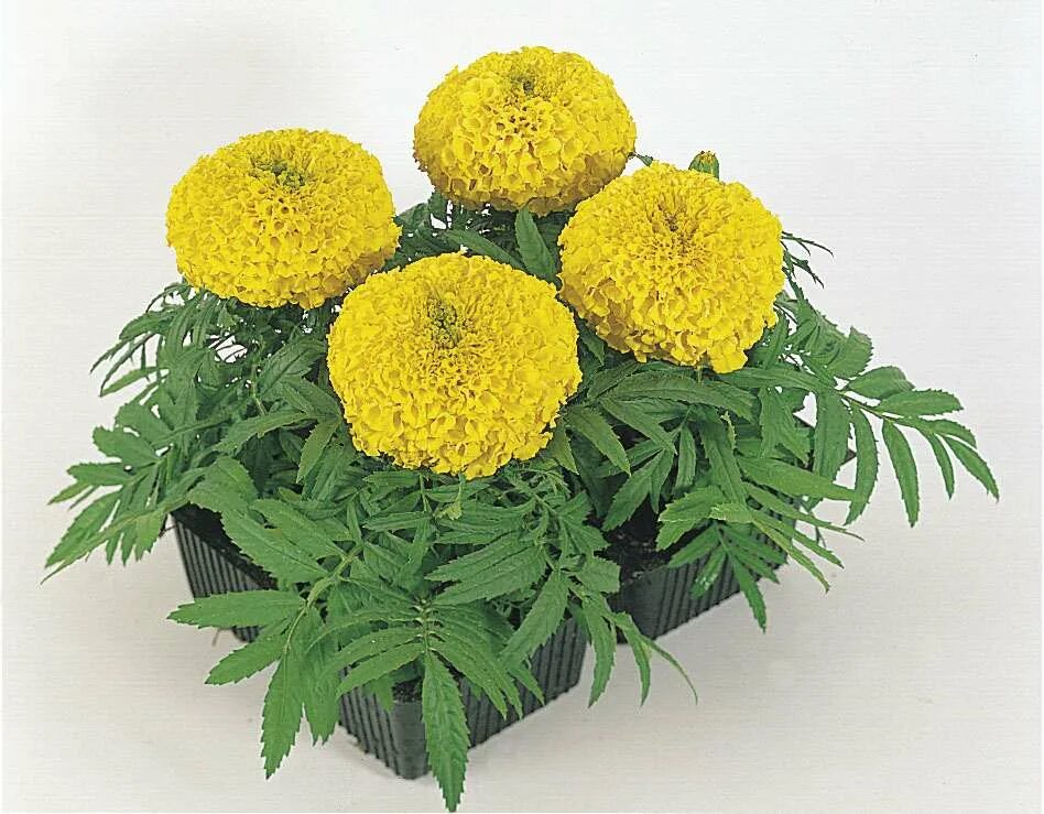 Бархатцы прямостоячие Антигуа Еллоу. Архатцы прямостоячие (Tagetes erecta) "Antigua f1" (Gold). Бархатцы Антигуа Еллоу. Бархатцы прямостоячие Тайшан. Бархатцы прямостоячие f1