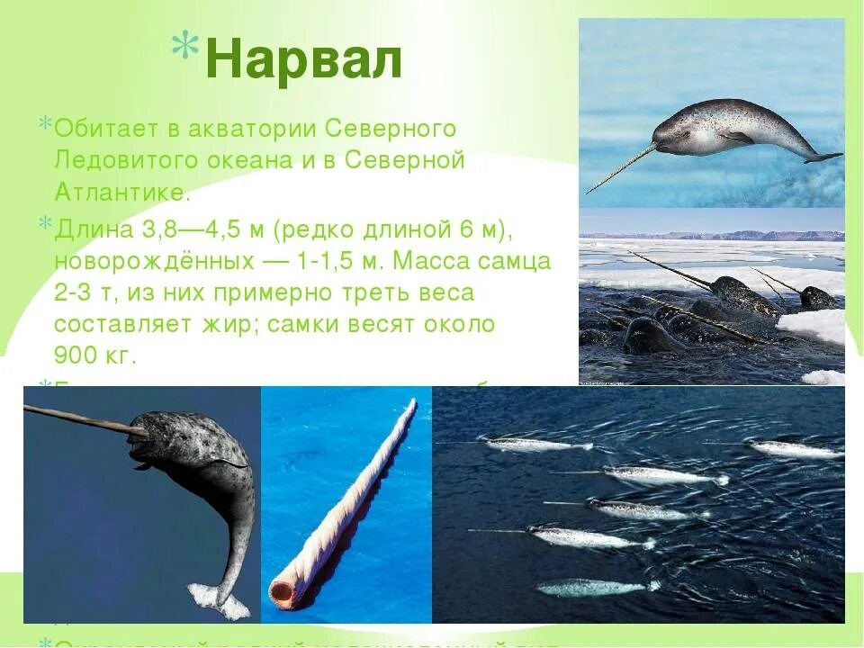Картинки НАРВАЛ ЗАНЕСЕНА В КРАСНУЮ КНИГУ