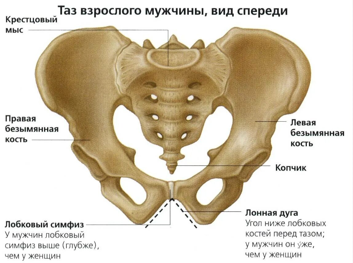 Три тазовые кости. Лонная кость строение таза. Скелет человека таз сбоку. Строение мужского скелета таза. Тазовая кость женщины строение.