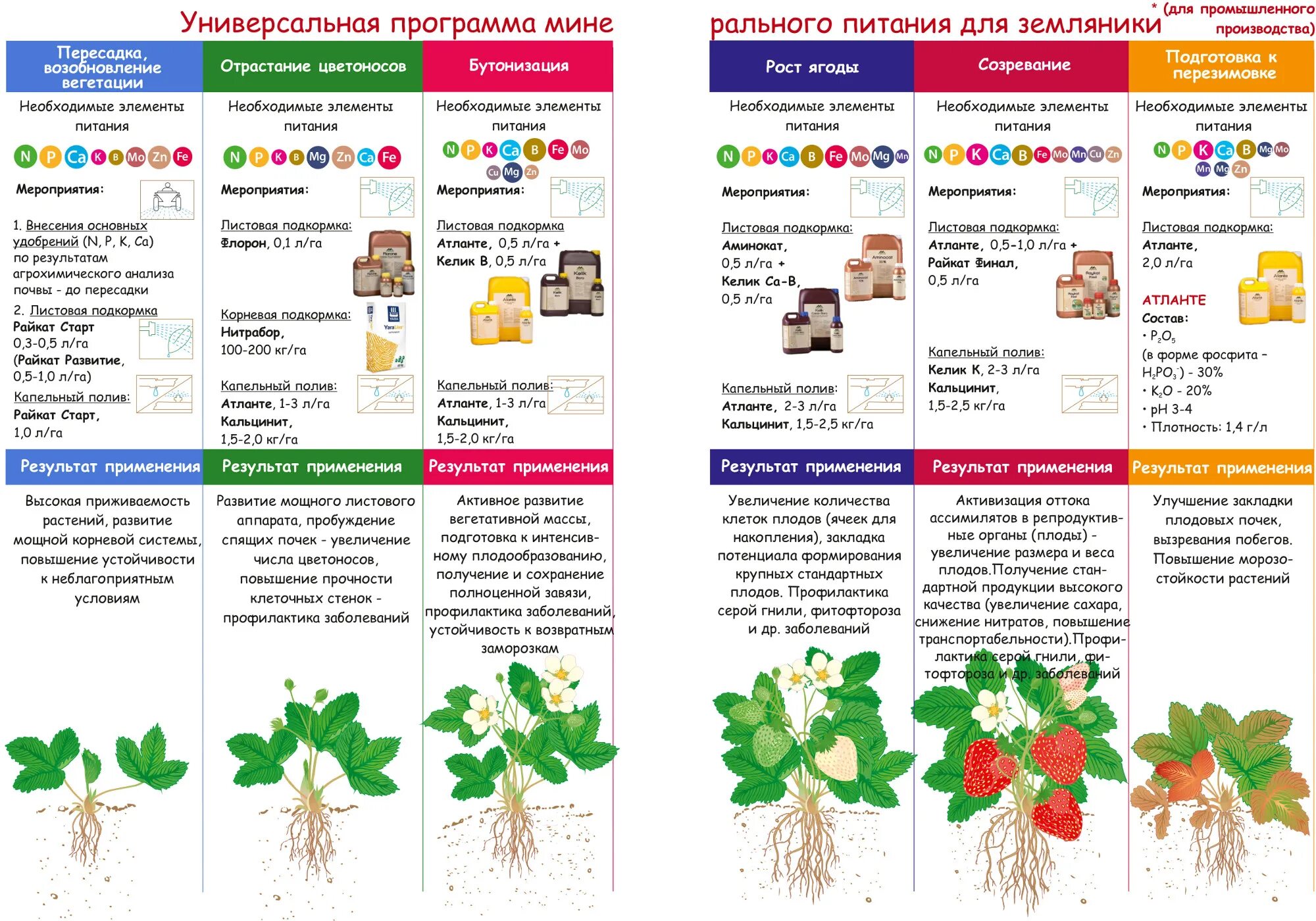 Обработка и подкормка малины весной. Схема подкормок клубники минеральными удобрениями. Схема удобрения ремонтантной клубники. Схема питания земляники минеральными удобрениями. Схема подкормок ремонтантной земляники.