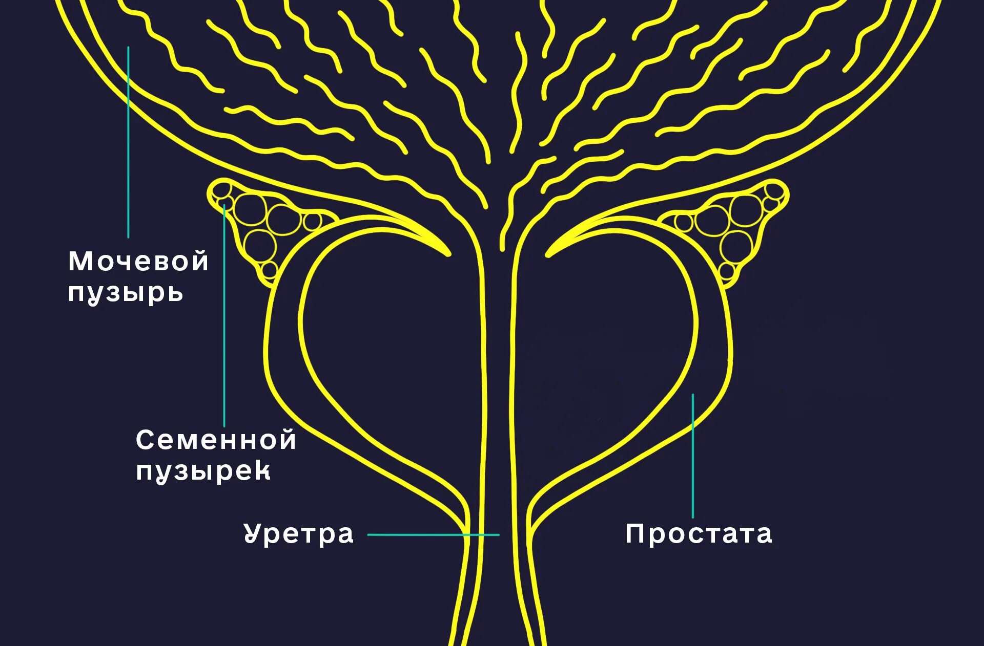 Семенные пузырьки - Википедия