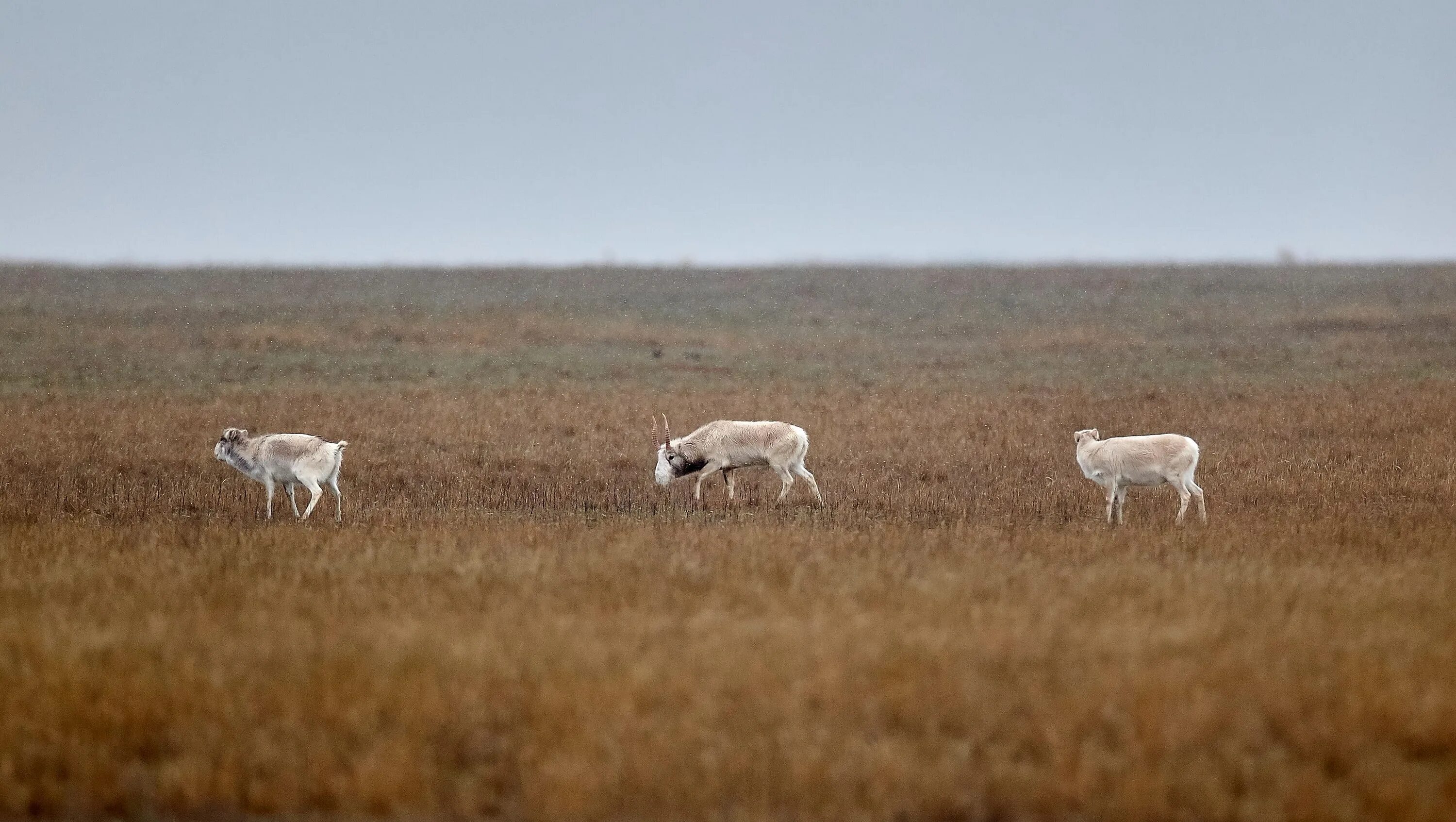 Заповедник черные земли калмыкия. Проблемы заповедника черные земли. Эмблема заповедника черные земли. Информация о заповеднике черные земли. Заповедник черные земли калмыкия.