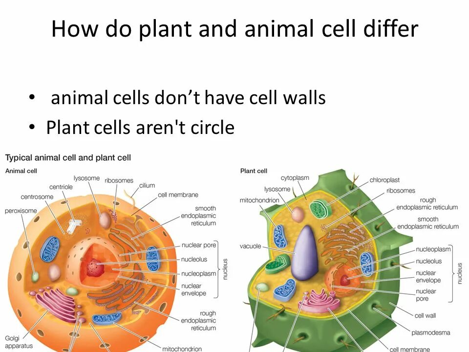 Different cells