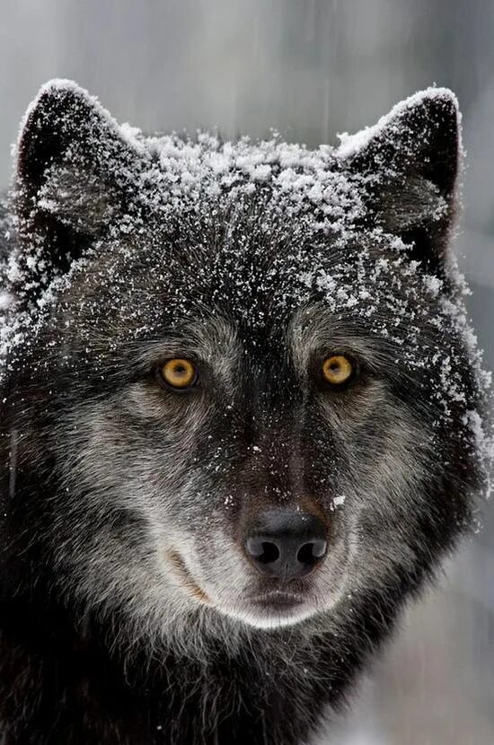 Синий волк. Волк одиночка. Волки крутые. Dangerous wolf. Морда волка.