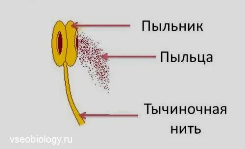 Строение тычинки. Строение пыльника тычинки. Тычинка схема. Опишите строение тычинки.