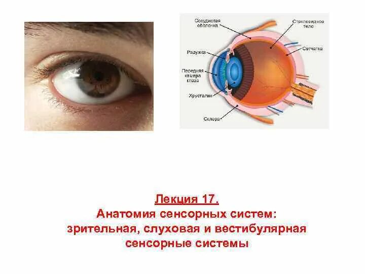 Зрительная система функции. Анатомия и физиология зрительной сенсорной системы. зрительная и слуховая сенсорные системы. строение сенсорной системы глаза. строение зрительной и слуховой сенсорной системы.
