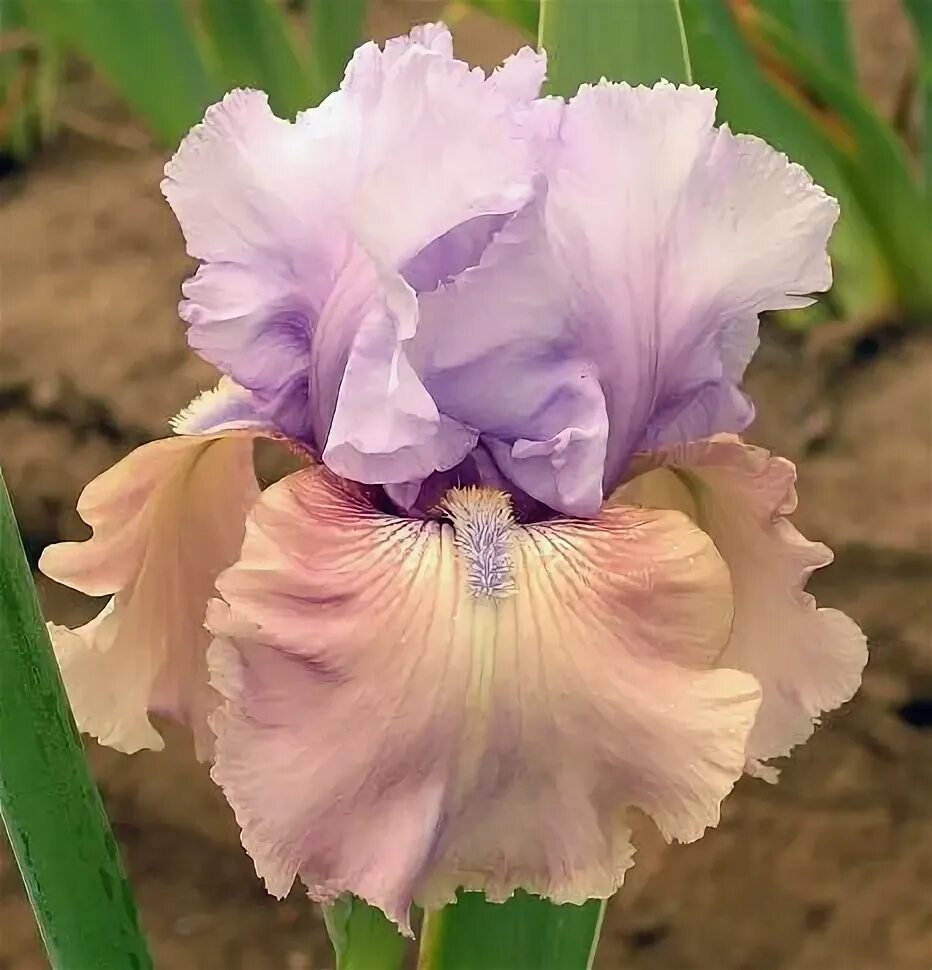 ирисы науменко новосибирск. ирисы науменко. ирисы науменко новосибирск. ирис бородатый (dame de coeur). ирис rare blend.