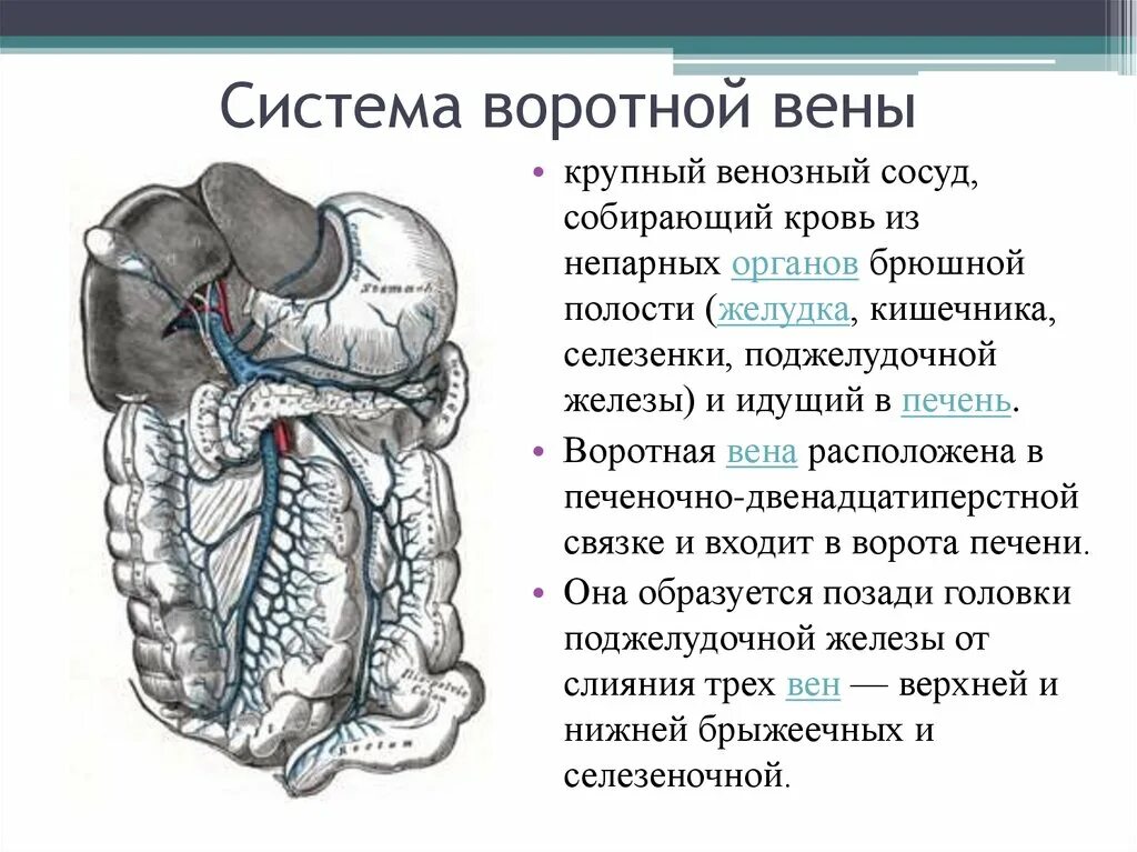 Система воротной вены печени. Воротная система печени анатомия. Воротная Вена печени система. Система воротной вены схема.