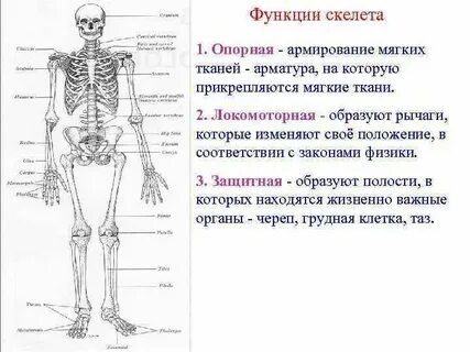 Опорные и защитные кости