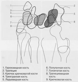 Гороховидная кость