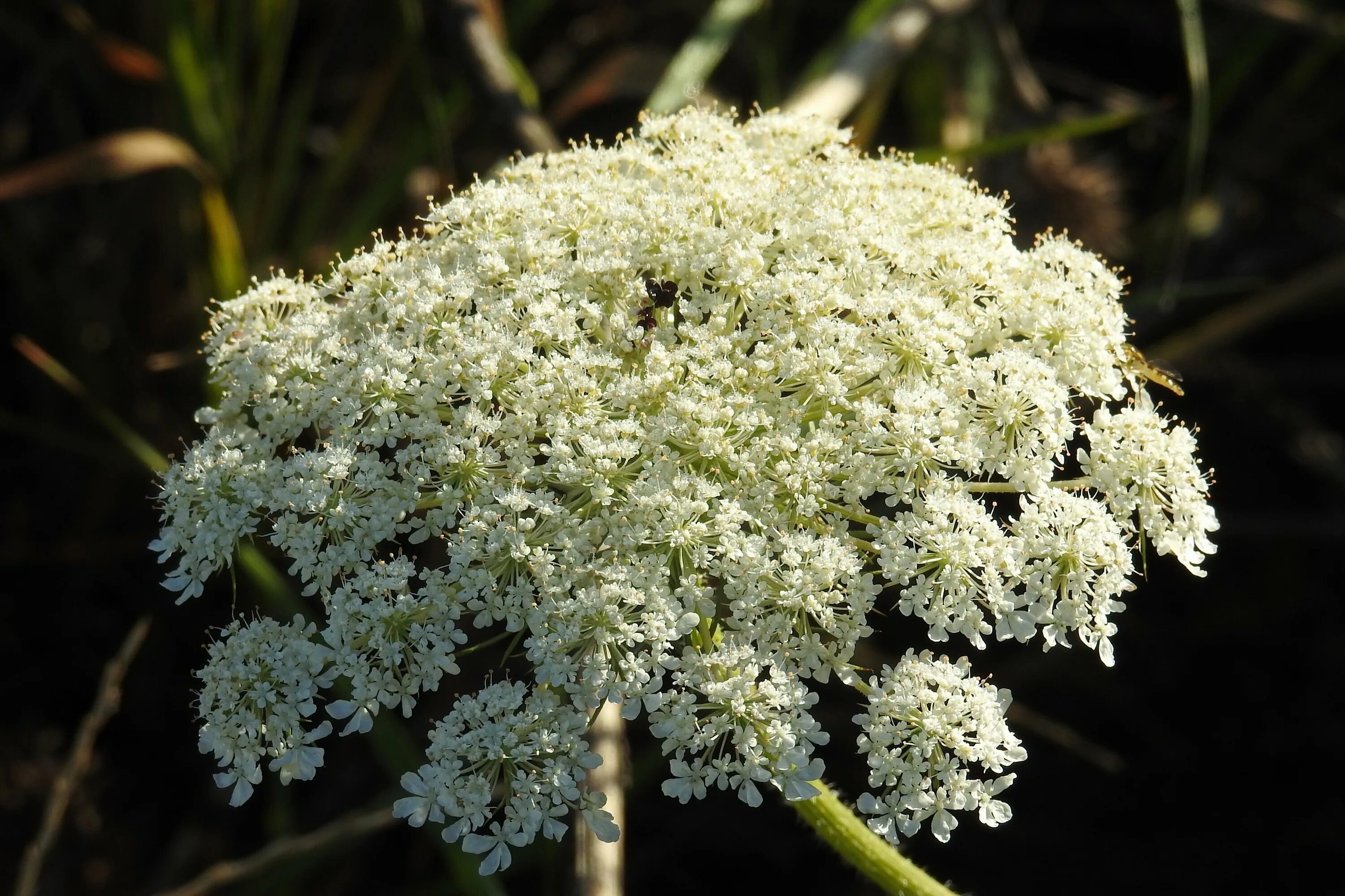 Морковь Дикая (Daucus carota). Daucus carota цветок. Морковник цветет. Дикая морковь зонтичные.