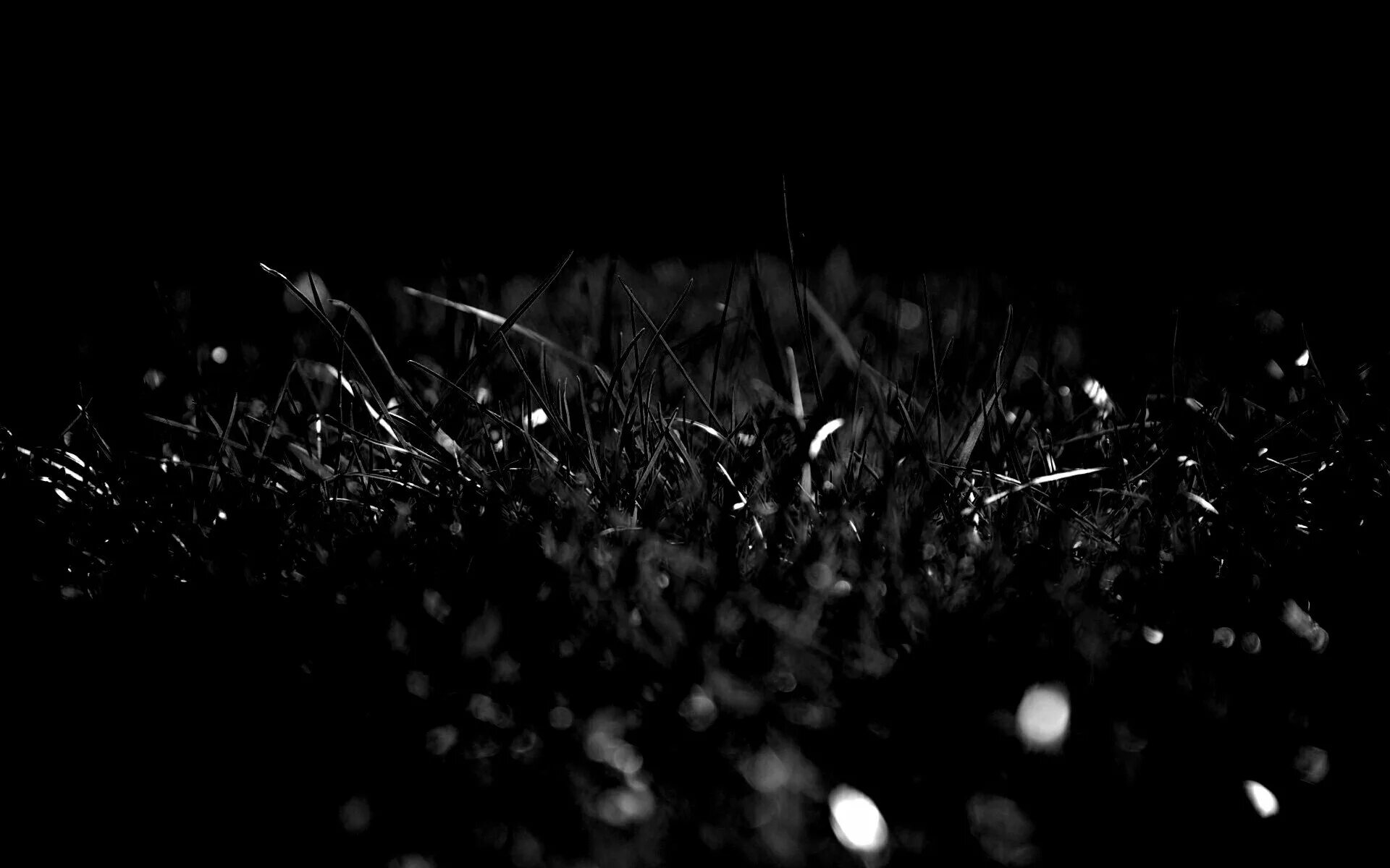 Черная трава текст. Травка на черном фоне. Черная трава. Трава на черном фоне для фотошопа. Фон с травкой темный.
