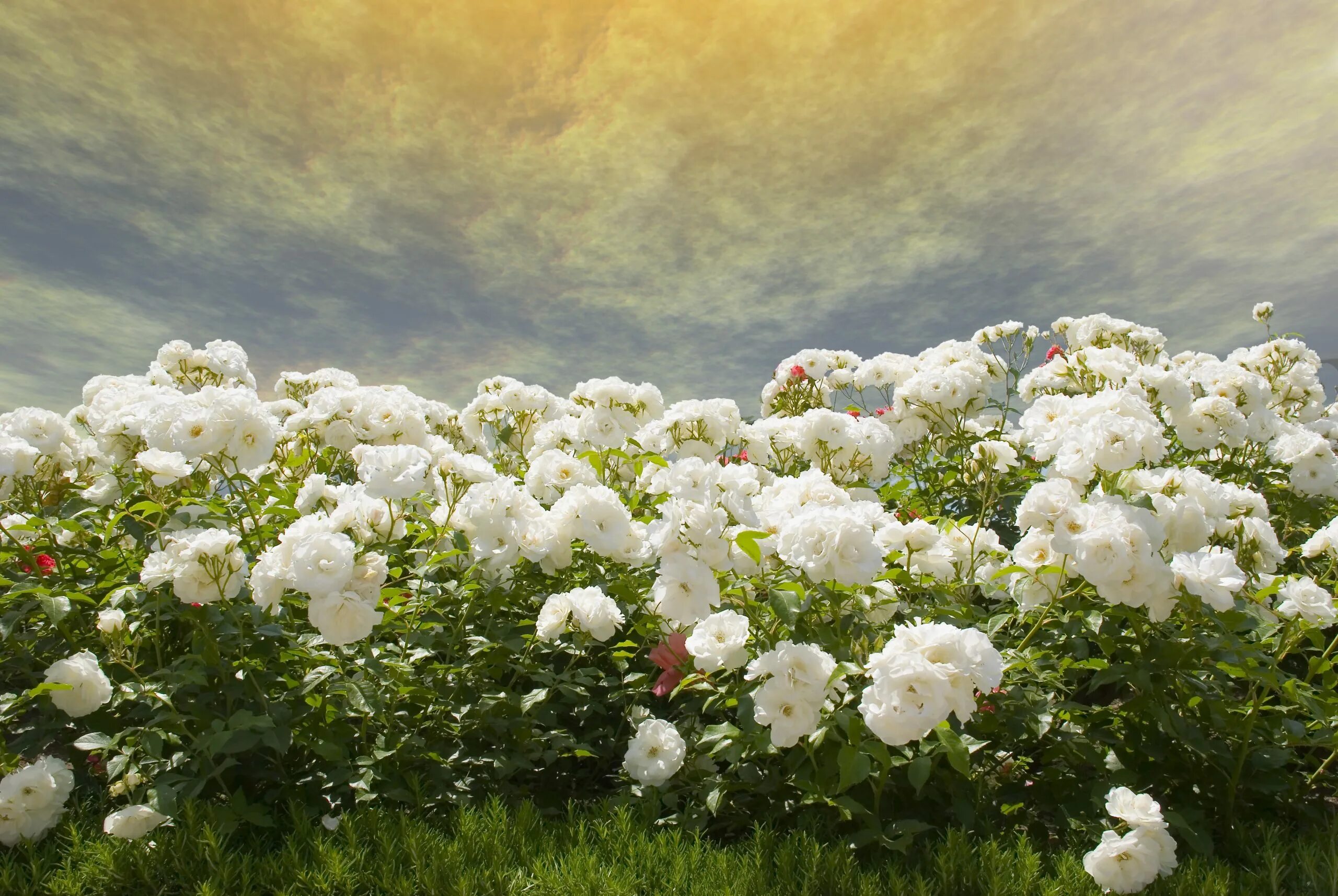White fields