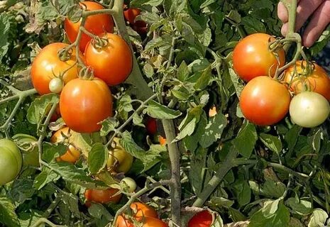 Томат дворцовый характеристика