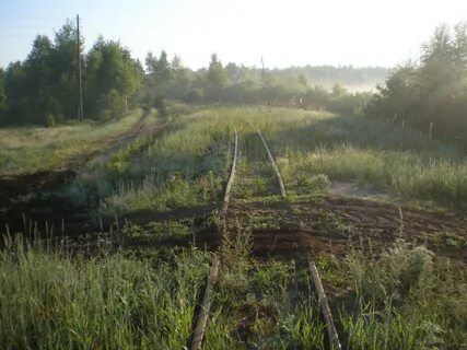 Радовицкий мох