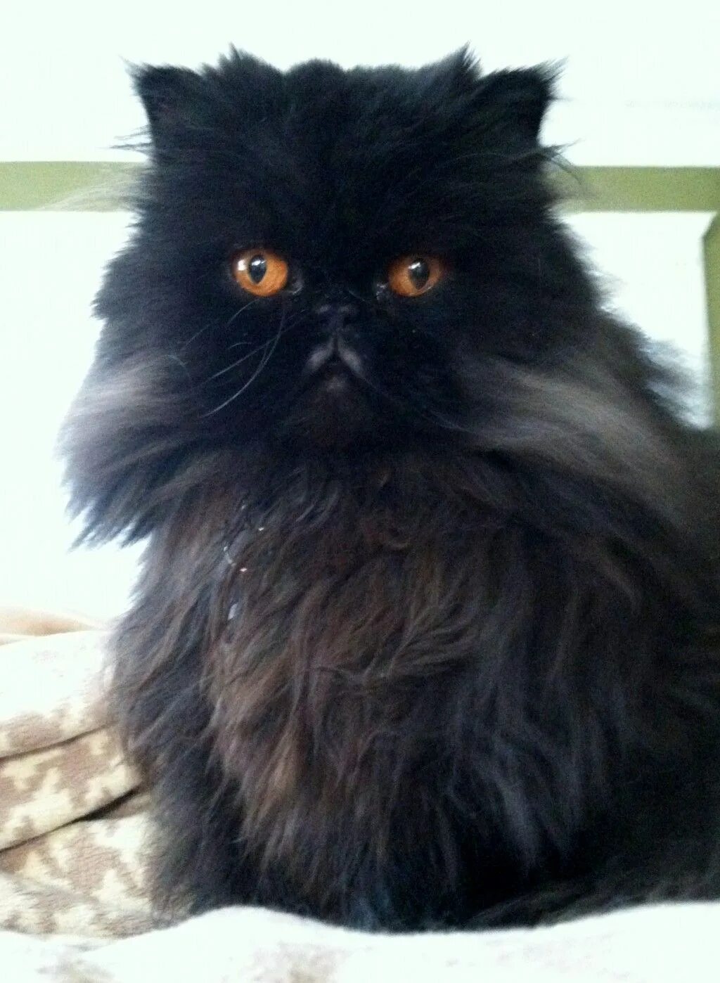 Экзот черный длинношерстный. Персидский длинношерстный кот. Персидский экзот длинношерстный черный. Кот экзот длинношерстный черный. От персидской кошки с шоколадной окраской