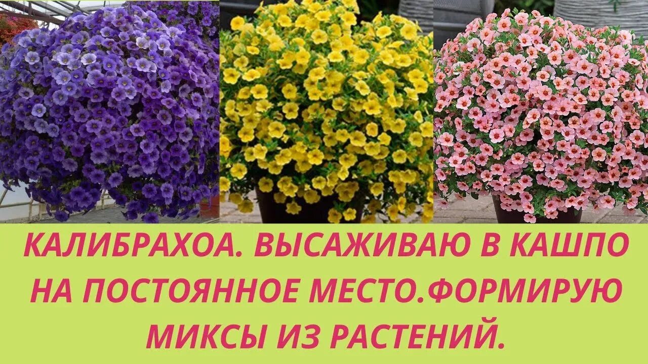 Калибрахоа лимонная. Калибрахоа ударение. Калибрахоа bloomtastic rose. Калибрахоа pink hawaii. Калибрахоа ударение.