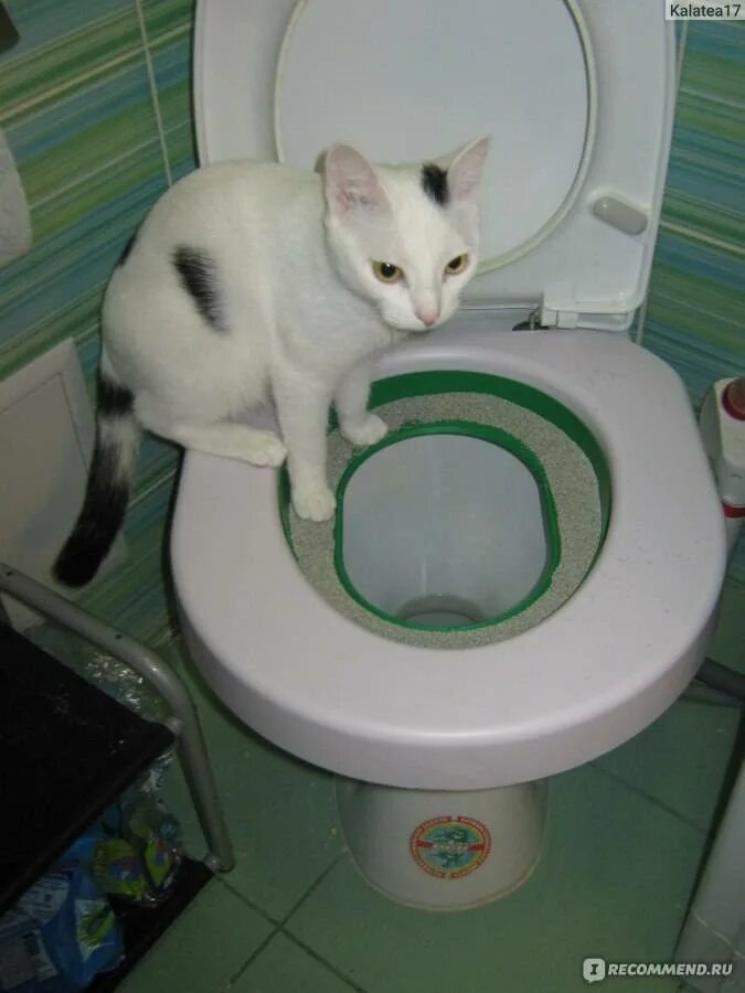 Как приучить кошку к унитазу после лотка. Приучалка кота к унитазу. унитаз для кошек. приучить кошку к унитазу. приучить котенка к унитазу.