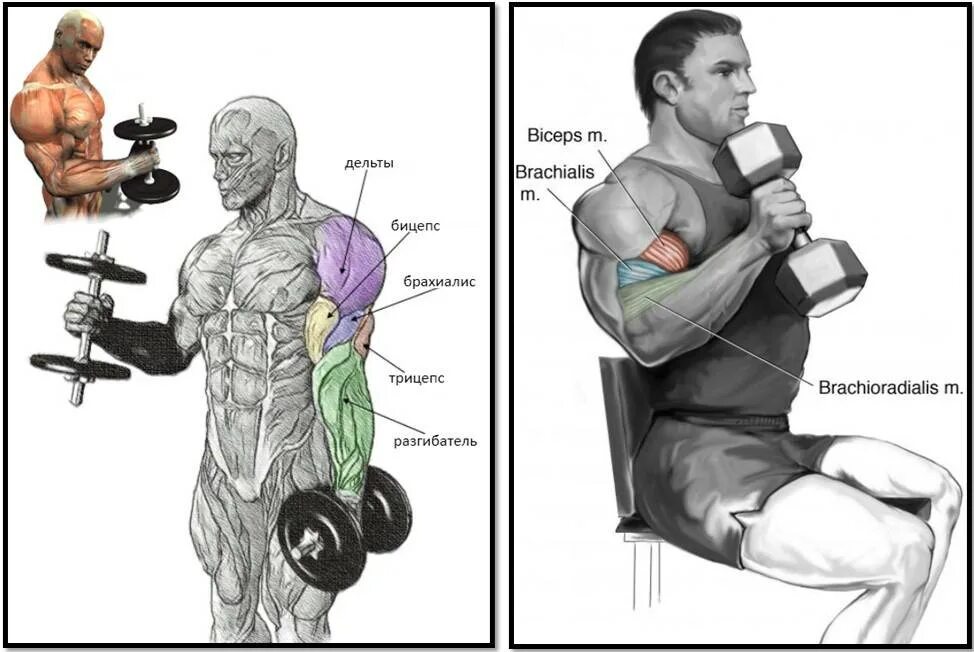 Подъем гантелей на бицепс молот стоя. Подъем гантелей хватом молот. Упражнение молот с гантелями на бицепс. Бицепс трицепс брахиалис.