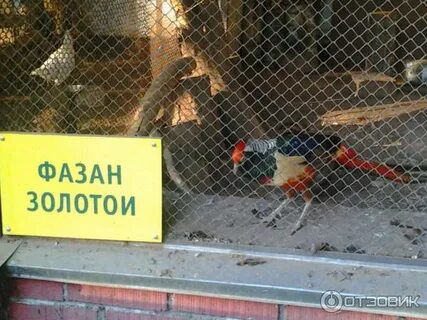 Зоопарк в туле в белоусовском