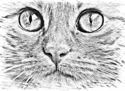 Картинка котик чб