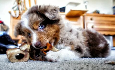 Dogs into