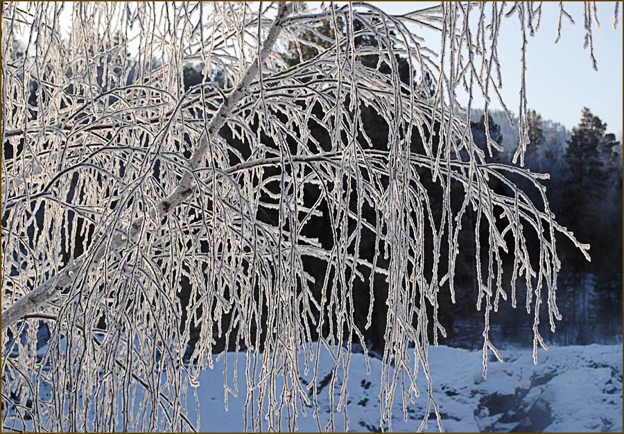 иней на ветках деревьев. снежность картинки. в саду стояли покрытые инеем. деревья покрытые снегом. в саду стояли покрытые инеем.
