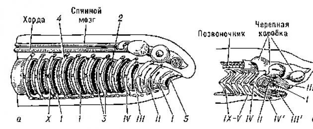 Висцеральный скелет круглоротых. Круглоротые строение черепа. Круглоротые строение скелета. Висцеральный скелет миноги.