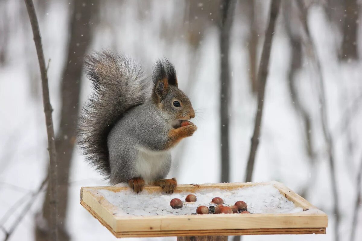 кормушки для птиц и животных. белка в лесу. кормушки для животных зимой. кормушка для птиц. подкармливать животных зимой.