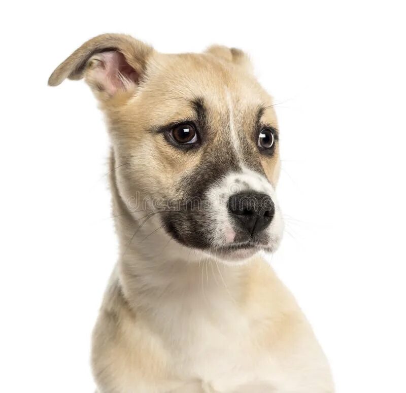 Rspca. Breed щенок. Щенки дворняжки трехцветные. Группа щенки википедия. Джек рассел и лабрадудль.