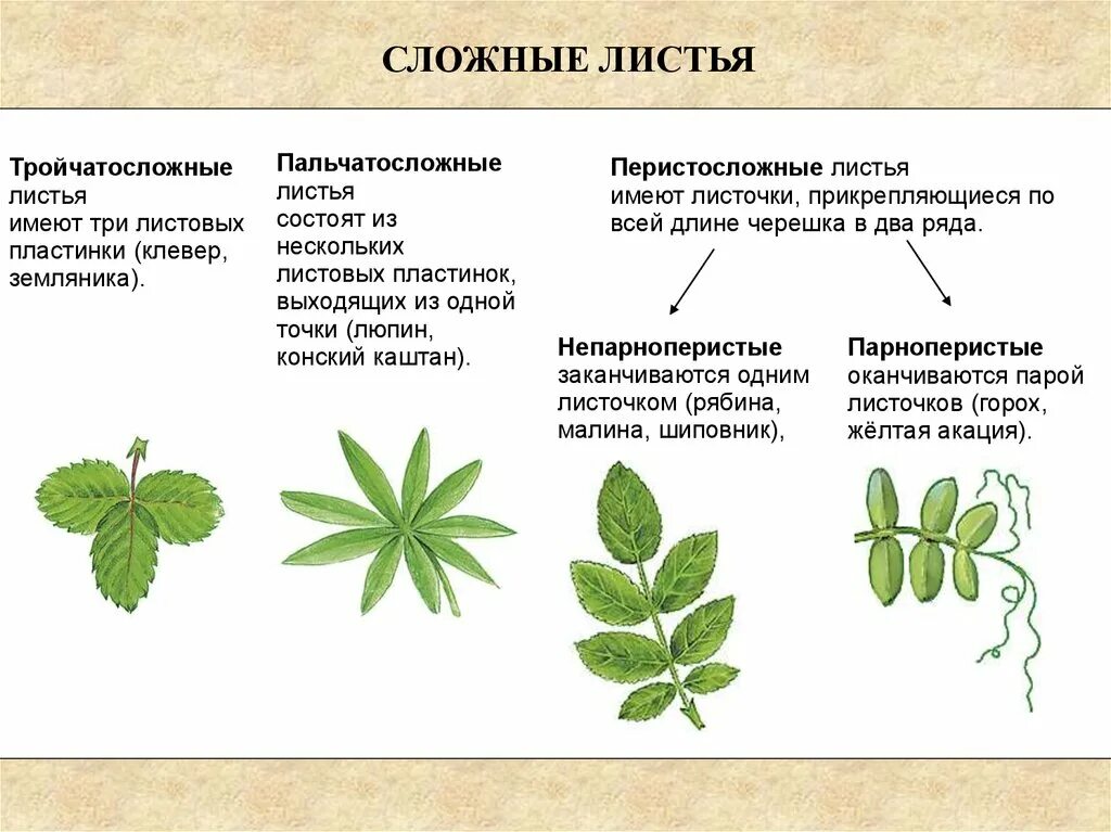 Часто имеют сильно рассеченные и линейные листья. Сложные листья тройчатосложные. Тройчатосложный черешковый лист. Формы листовых пластинок тройчатые. Тип листа земляники.