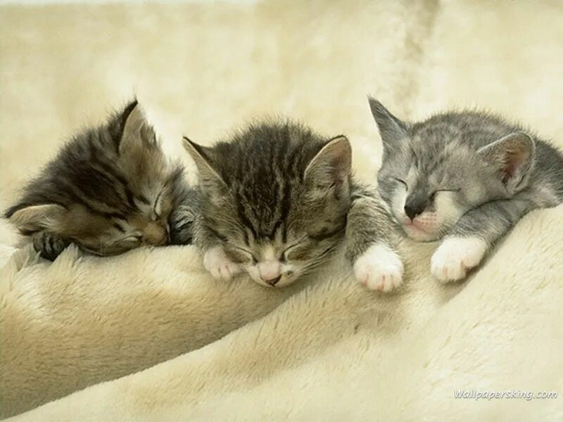Сон 3 котенка. Три котика спят. три котенка спят. три сонных котенка. 3 спящих котенка.