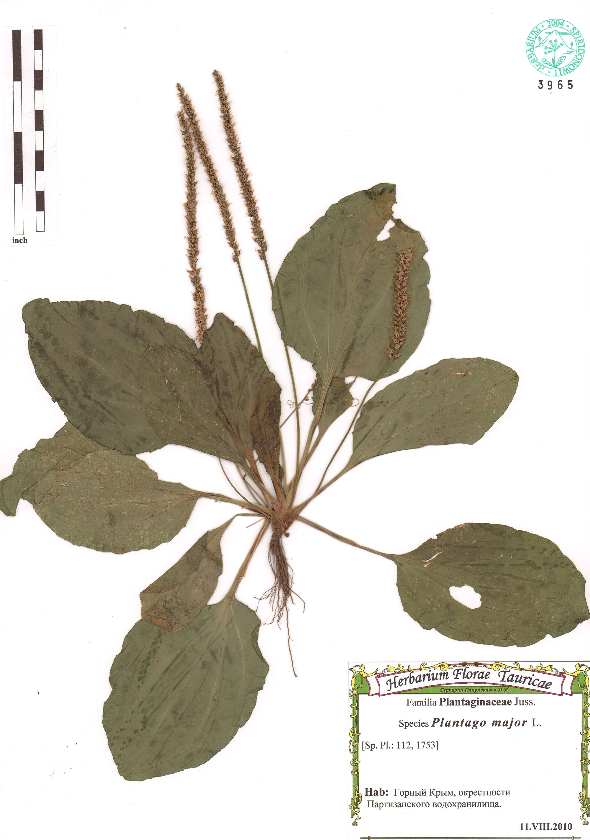 Подорожник большой (plantago major l. Подорожник большой гербарий. Plantago major гербарий. Подорожник большой гербарий. Подорожник большой (plantago major).