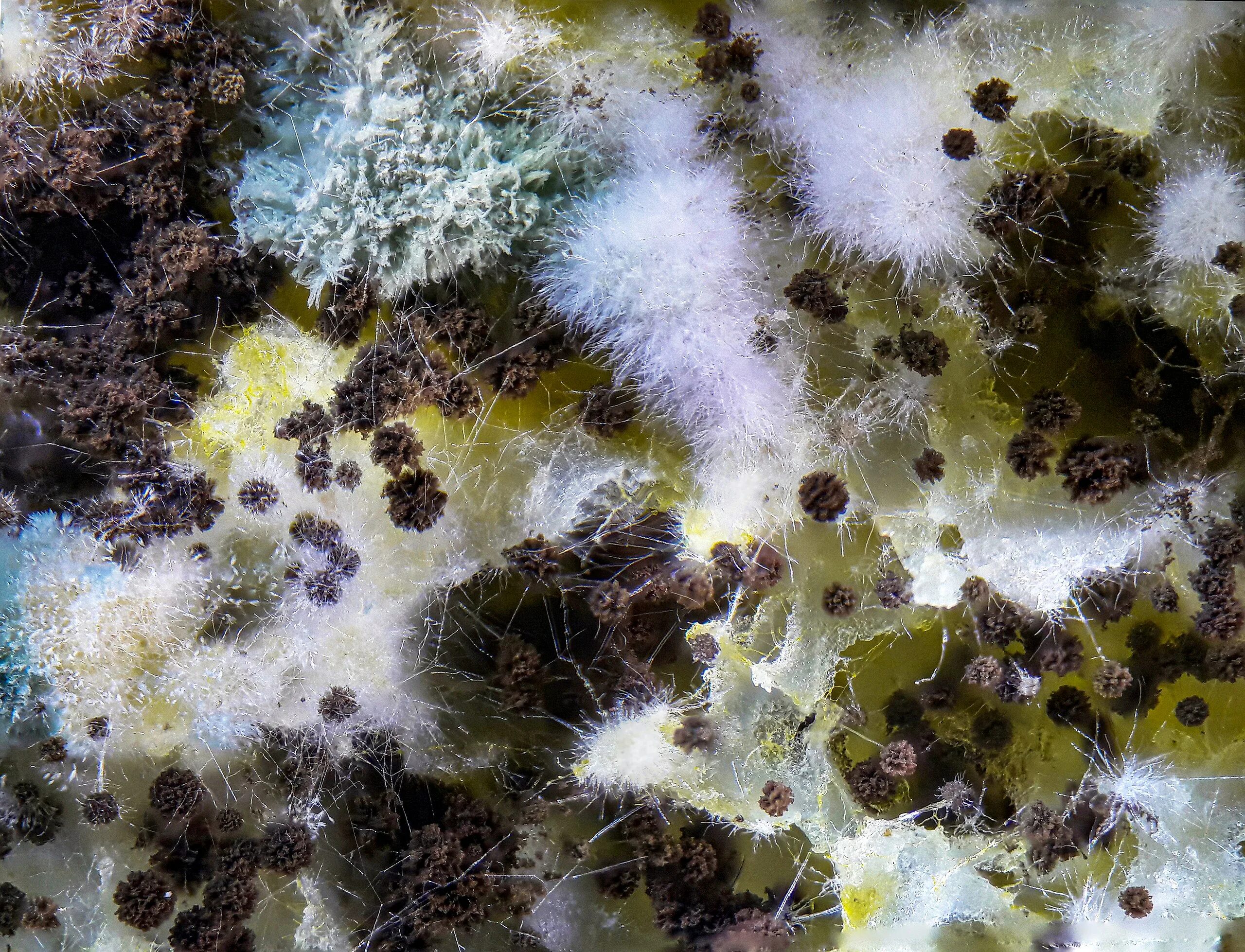 Черные плесневые грибы. Белая плесень мукор. Плесень это грибы. Плесень картинки. Плесень мукор.