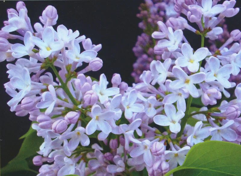 сирень имя мужское. сирень обыкновенная леонид колесников. сирень свитхарт. сирень обыкновенная константин заслонов. сирень имя мужское.