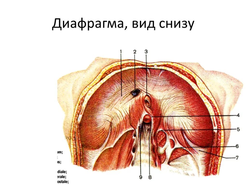 Взять снизу. Диафрагма вид снизу анатомия. Строение диафрагмы вид снизу. Диафрагма анатомия Неттер. Диафрагма анатомия мышцы.
