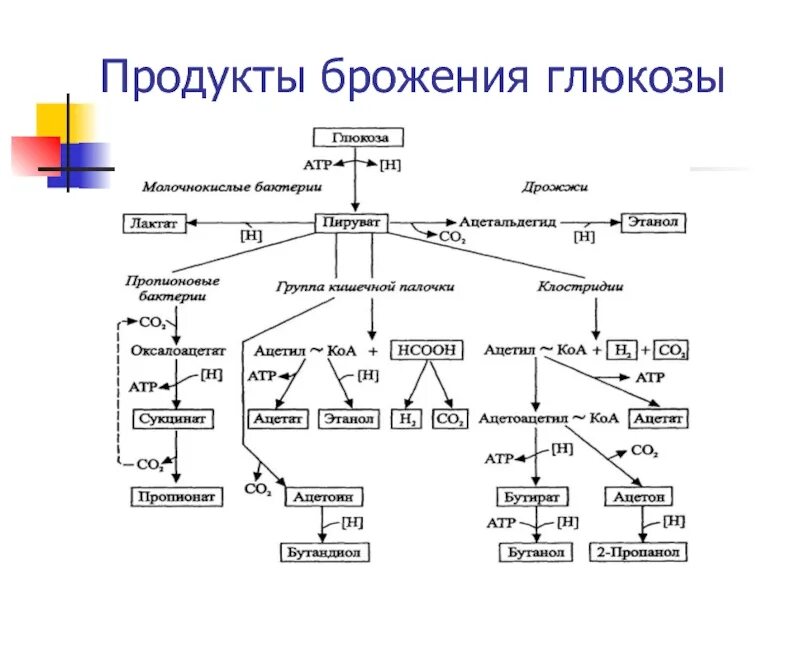 Схема брожения бактерий. Схема основных типов брожения. Продукты реакции спиртового брожения Глюкозы. Типы брожения реакции. Продукт реакции брожения