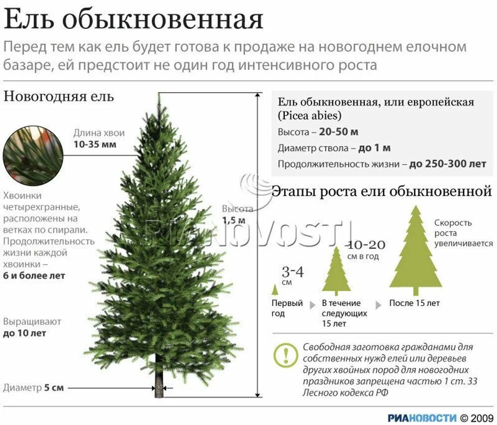 Высота ели обыкновенной