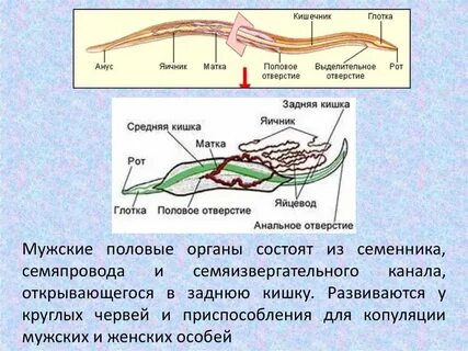 Половая система круглых