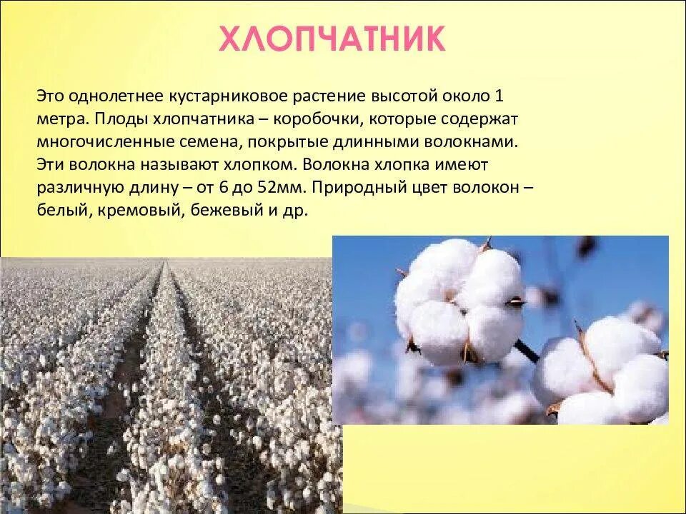 Почему хлопок. Презентация на тему хлопок. хлопчатник. хлопки для презентации. хлопок растение.