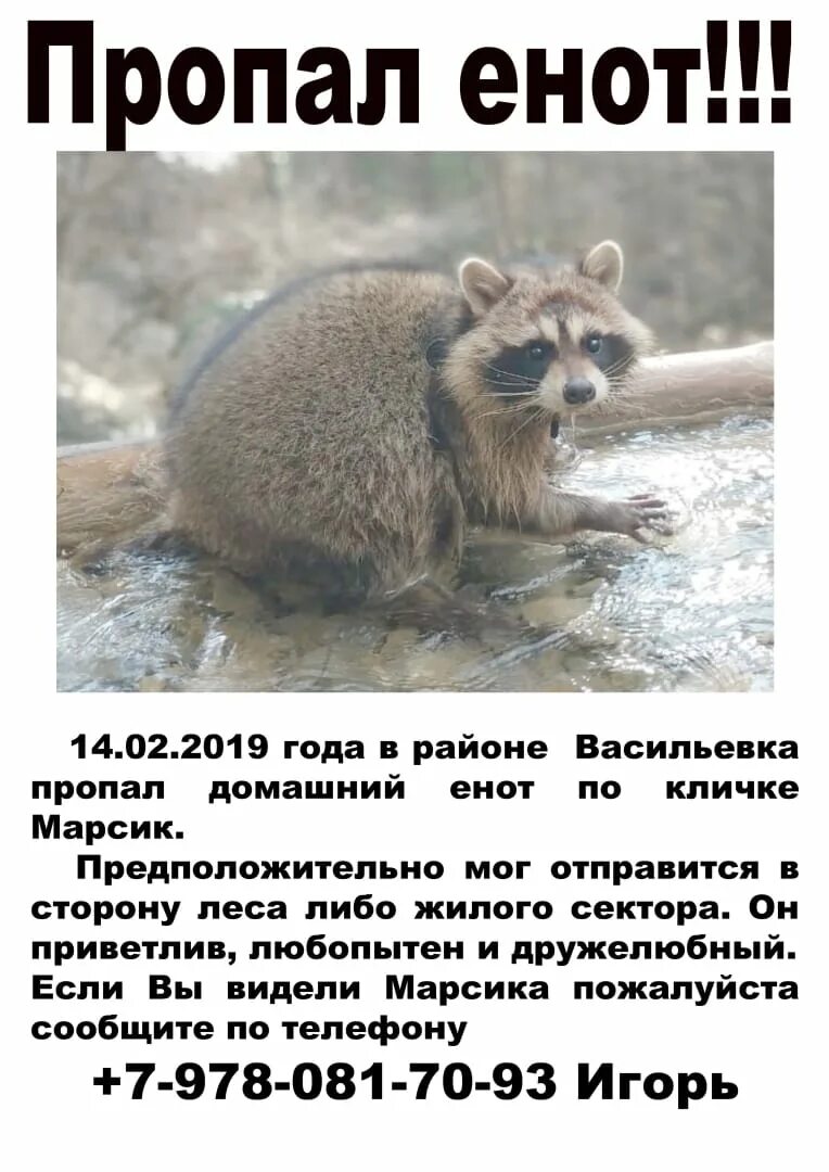 Как достать волосатого сайтаму из енота картинки. Пропал енот. имена для енотов. имя для енота мальчика. имена для енотов мальчиков.