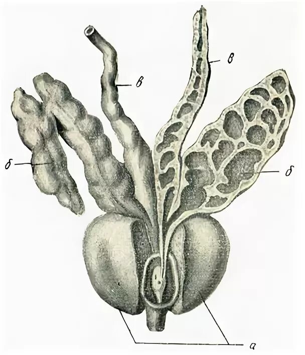 Семенные пузырьки простаты. Семявыносящий проток и семенные пузырьки. Семенной пузырек строение и топография. Предстательная железа и семенные пузырьки анатомия. Семенные пузырьки везикулит.