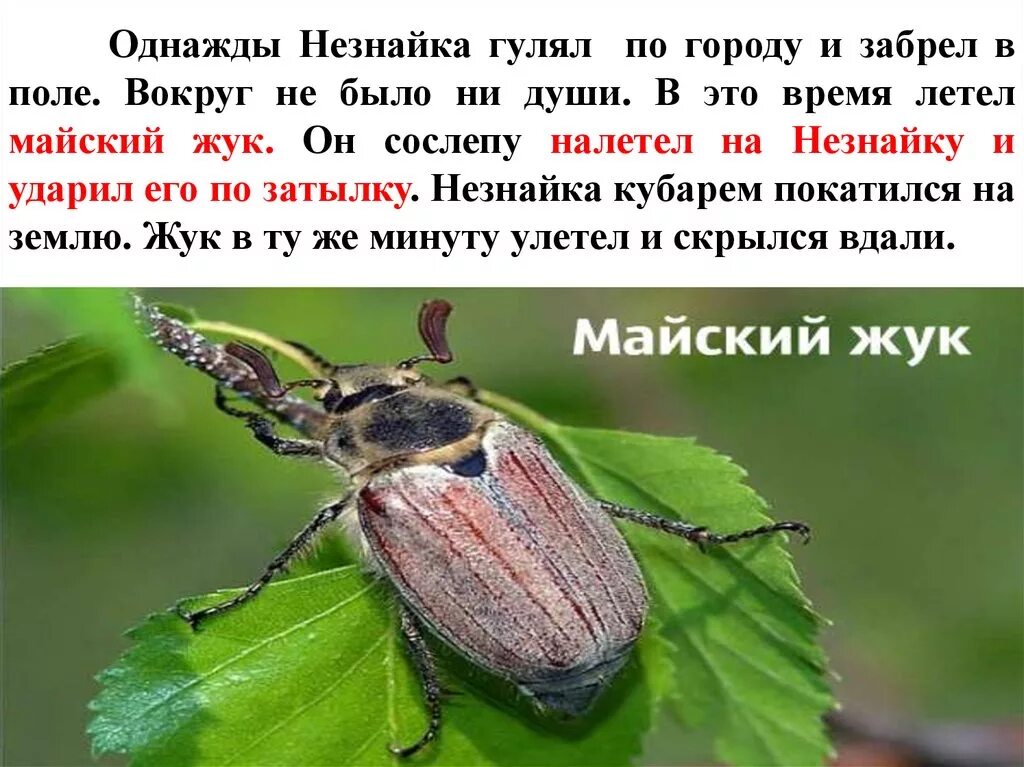 Когда начинают летать майские жуки